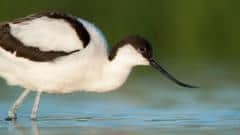 Britain's Oldest Avocet Spotted at Local Nature Reserve — Newcastle-under-Lyme news photo