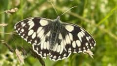 Newcastle Under Lyme wildlife photos: butterflies and daisie — Newcastle-under-Lyme news photo