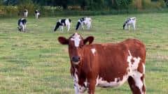 Cows on tracks cause major Newcastle Under Lyme rail delays — Newcastle-under-Lyme news photo