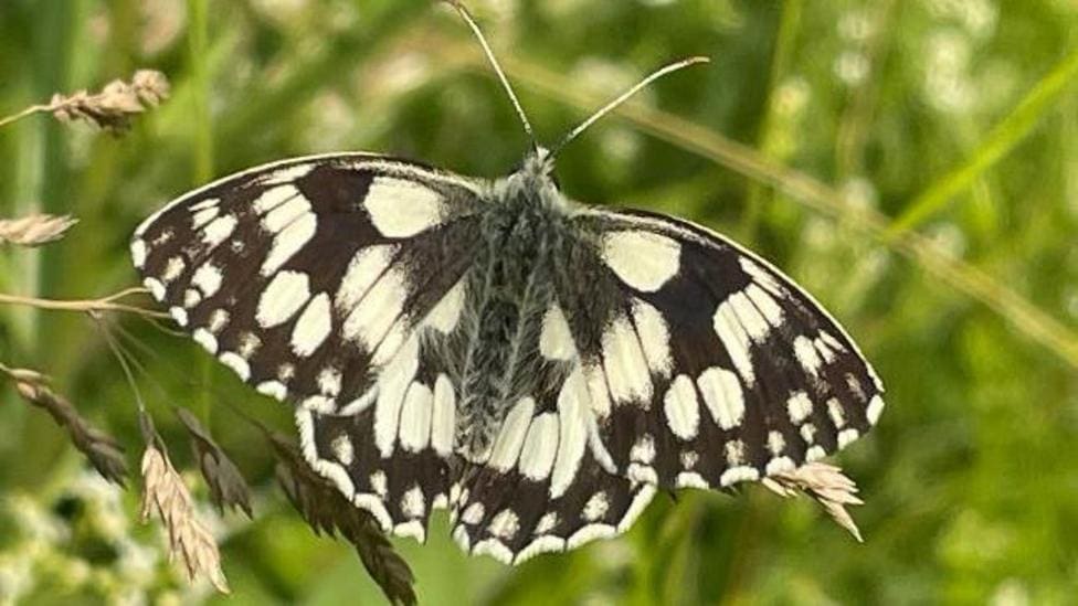 Newcastle Under Lyme wildlife photos: butterflies and daisie — Newcastle-under-Lyme news photo (BBC Stoke & Staffordshire)
