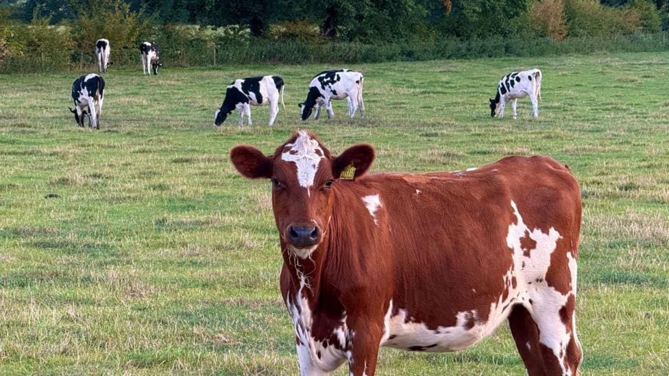 Cows on tracks cause major Newcastle Under Lyme rail delays — Newcastle-under-Lyme news photo (BBC Stoke & Staffordshire)